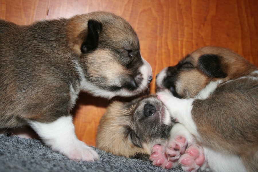 Puppies